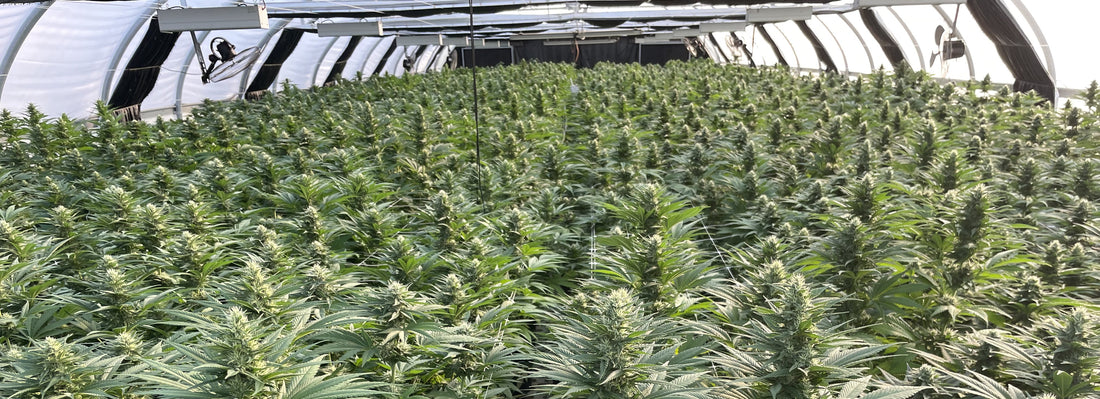 Cannabis light serra idroponica goccia a goccia tunnel fiori